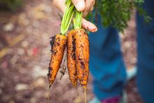 organic food